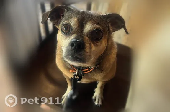Lost female dog, Bradley, Illinois, Detroit — tan Chug - photo