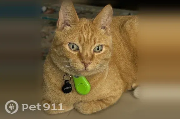 Missing cat East Lansing, photo: Lost cat, Westlawn Avenue, 982, East Lansing — orange male with a notched ear