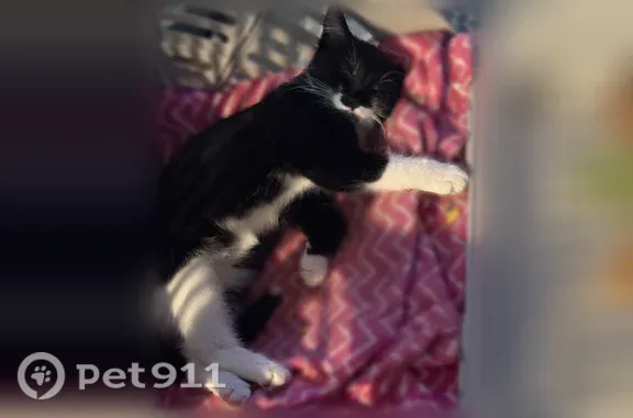 Missing cat St. Louis, photo: Lost female cat, Haven Street, 4399, Saint Louis, St. Louis — black-and-white tuxedo kitten