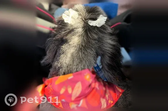 Lost Dog, South Ozone Park, Queens, NY, USA, Manhattan — female with a fresh haircut - photo