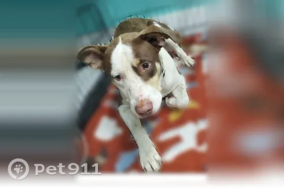 Lost dog, Blue Springs Road, Tennessee, Knoxville — white with brown markings - photo