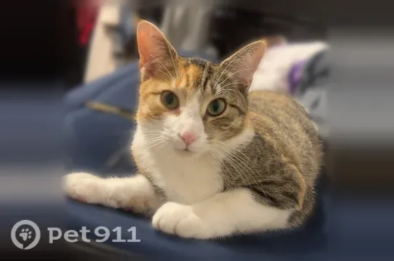 Lost cat, 14th Avenue South, 2447, Minneapolis — female with greenish-yellow eyes and white paws - photo