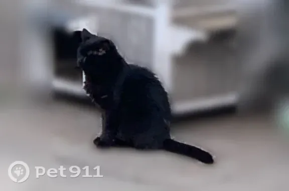 Lost male cat, Carnegie Street, 5419, Pittsburgh, Arlington — distinctive left-eye mark - photo