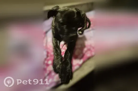 Lost dog, Edison Avenue, Buffalo, Manhattan — 3-month-old male with a black-and-white collar - photo