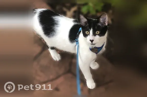 Lost male cat, Overbrook Road, 225, Rochester — white with black spots - photo