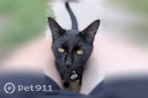 Lost female cat, Roanoke Avenue, 5304, Newport News — black with a moon-and-stars collar - photo