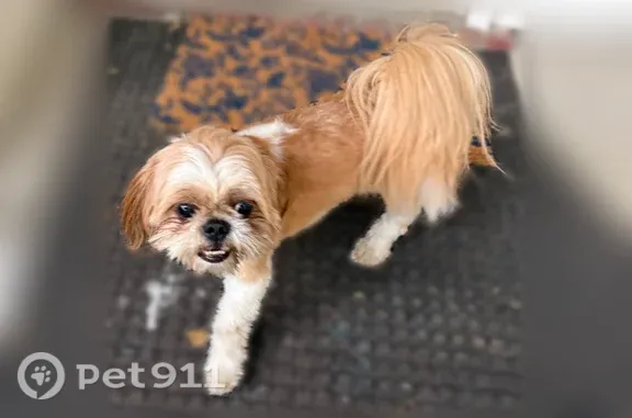 Found dog Arlington, photo: Found dog, female, South Place Drive, Madison, Arlington — was in a front yard