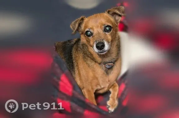 Lost dog, female, Rayen Street, 14625, Los Angeles, Azusa — brown with black markings - photo