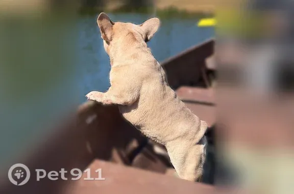 Lost male dog, Oliver Street, 3011, Bossier City — escaped through a faulty fence latch - photo