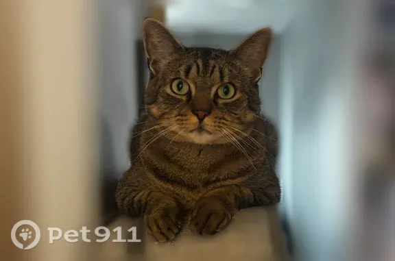 Lost male cat, Ice Pond Road, 23, Attleboro — black and brown tabby with big paws - photo