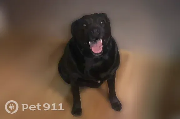 Missing dog Richardson, photo: Lost dog, Redwood Avenue, 300, Lubbock, Richardson — black Lab with a graying chin