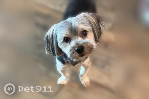 Lost dog, male, Florida Avenue, California, Menifee — 5 lb and microchipped - photo