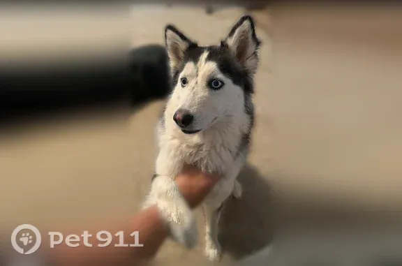 Missing dog Richardson, photo: Lost female dog, Redwood Avenue, 300, Lubbock, Richardson — fluffy husky with blue eyes