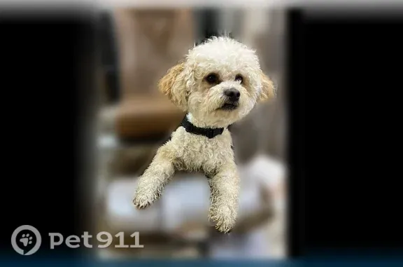 Lost dog, Garfield Street, Freeport, Manhattan — male Bentley fell into the canal - photo