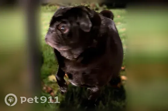 Found pets Brookfield, photo: Found dog, Nancy Lane, 16525, Brookfield — older male pug without a collar