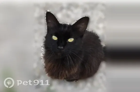 Lost cat, Tennessee Street Southeast, 902, Huntsville — fluffy female with green eyes - photo