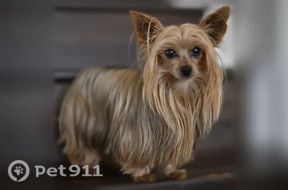 Missing dog Warren, photo: Lost dog, male Yorkie, Burrelton Way, 2700, Roseville, Warren — under 4 lbs