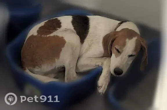 Lost male dog, West Green Springs Road, 253, Gordonsville, Gordonsville — medium-sized, white and tan with black - photo