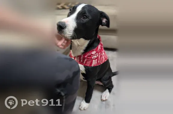 Lost male dog, Genevieve Drive, 6932, Fort Worth — black and white Retriever/Terrier mix - photo