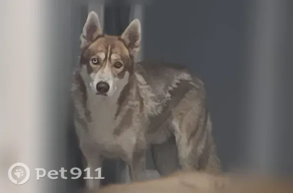Lost Dog, North Austin Boulevard, 1245, Chicago — male, one blue and one brown eye - photo