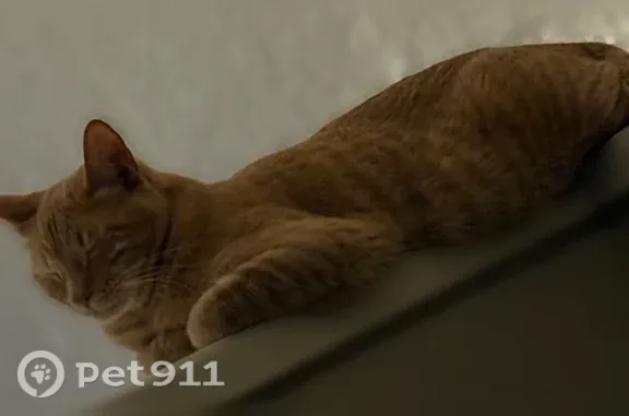 Missing cat Phoenix, photo: Lost male cat, East Flower Street, 2323, Phoenix — orange striped with green eyes