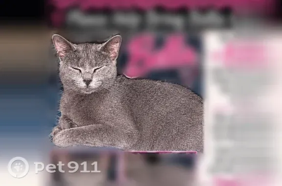 Lost cat, Byler Road, 962, Carbon Hill — loving gray-silver female - photo