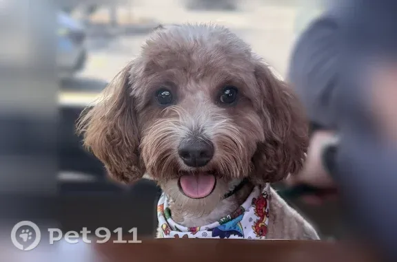 Lost dog, Stevens Creek Boulevard, 4343, Santa Clara, Santa Clara — brown and white patches - photo