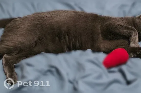 Lost cat, male, 108th Street, 2305, Toledo — grey shorthair with green eyes - photo