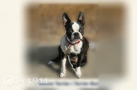 Lost male dog, Hermiston, Oregon, Walla Walla — friendly, named Loki - photo