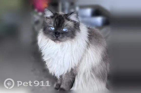 Lost cat, Laurelcrest Drive, 11324, San Diego — female Himalayan with bright blue eyes - photo