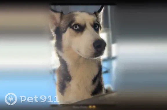 Lost dog, Saint Andrews Drive Southwest, 4561, Atlanta — female, black and white - photo