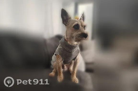 Lost dog, North Eastside Drive, 1050, Layton, Salt Lake City — light tan male miniature schnauzer - photo