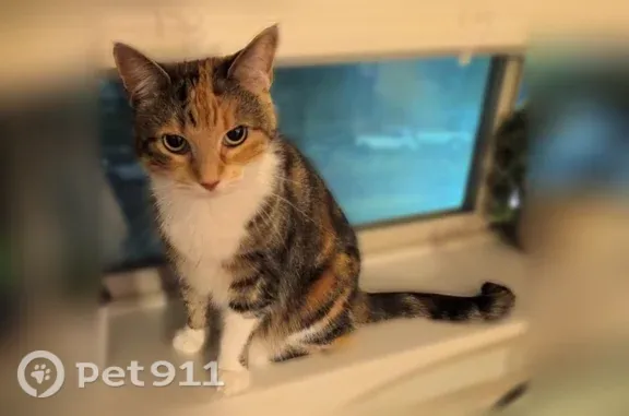 Missing cat Arlington, photo: Lost cat, female, Randy Drive, Irving, Arlington — calm and sweet, likes climbing trees
