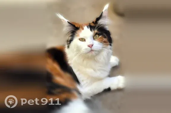 Lost cat, female, East Louisiana Drive, 15157, Aurora — white belly, face, legs and paws - photo