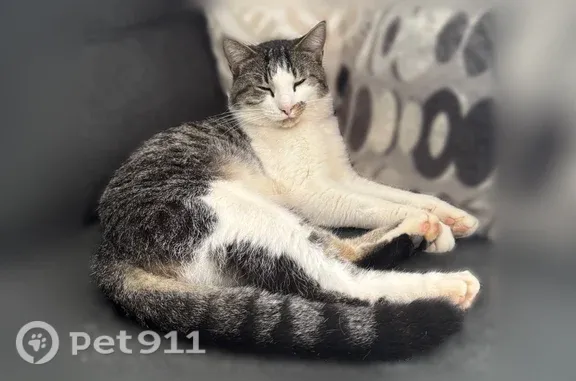 Missing cat Manhattan, photo: Lost cat, male, Somerset Vale Drive, 620, Lawrenceville, Manhattan