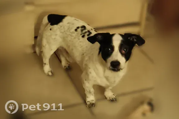 Lost Dog, Yucca Valley — male service dog, friendly and trustworthy - photo
