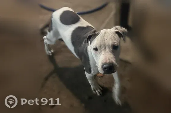 Lost dog, Beck Avenue, 41103, Bell — female puppy with a red collar - photo