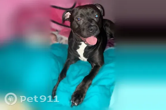 Lost dog, Fisher Bowen Branch Road, 6071, Booton, Wayne — male black pit bull - photo