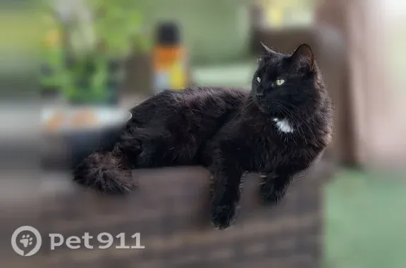 Lost cat, Tanner Road, New York, Syracuse — male with yellow-green eyes - photo