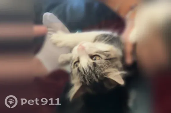 Missing cat Bluffdale, photo: Lost female cat, Porter Rockwell Boulevard, 15300, Bluffdale — brown tabby with white paws