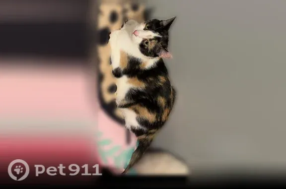 Lost cat, Portland Avenue South, 3725, Minneapolis — white with yellow and black parts - photo