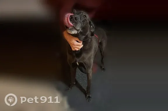 Found pets Fleetwood, photo: Found male dog, Riviera Drive, Blandon, Fleetwood — friendly chocolate Lab