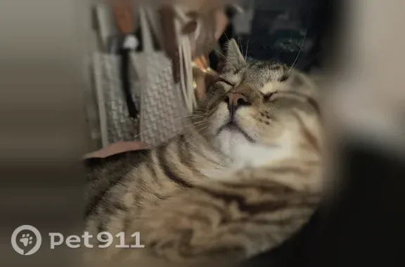 Missing cat Dallas, photo: Lost male cat, Frankford Road, 3099, Dallas — responds to Stewart or Stewie