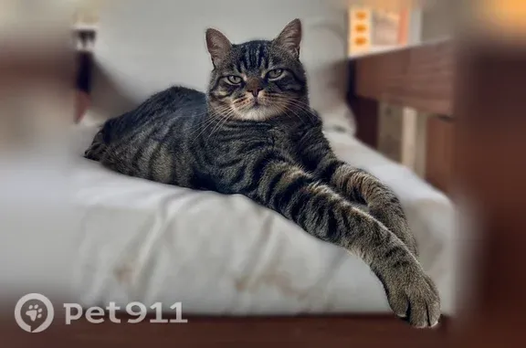Lost cat, male, Green Valley Road, 1901, El Dorado Hills, Sacramento — large brown-and-black tabby - photo