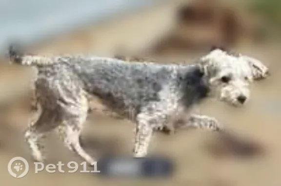 Lost dog, South Layton Boulevard, 1133, Milwaukee — female, grey/white with no fur - photo