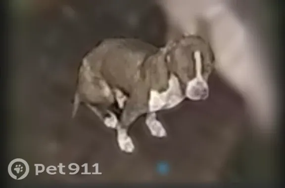Found pets Lithonia, photo: Found male dog, Shadow Rock Drive, 5989, Lithonia — seen running toward the woods