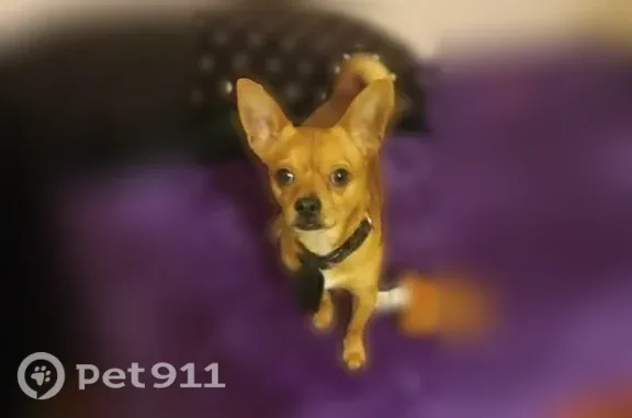 Lost dog, Stillman Street, 2047, Selma — male brown chihuahua with a small overbite - photo