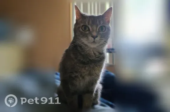 Lost cat, Knoxville, Tennessee, Nashville — female, gray - photo