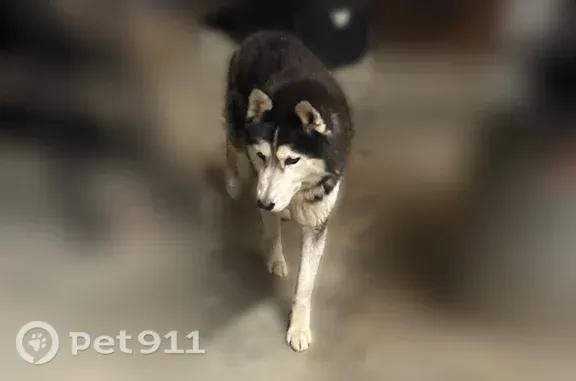 Found dog Kansas City, photo: Found female dog, Harry Maupin Road, 10777, Luebbering, Kansas City — has a microchip