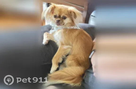 Lost dog, Forest Road, 5687, Bedford — brown lower fang visible with mouth closed - photo